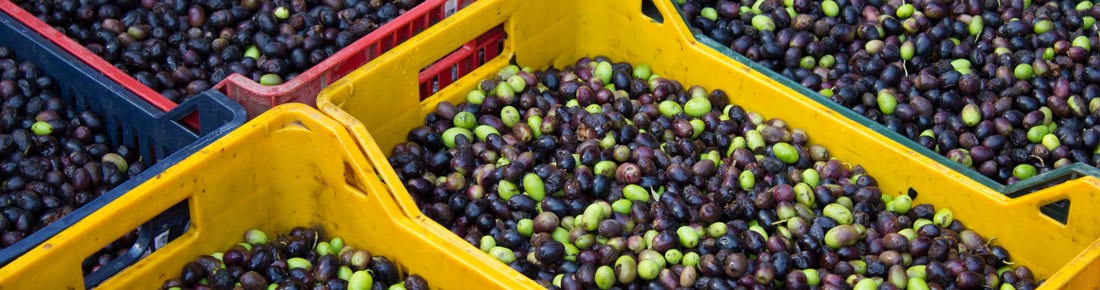 Scopri le offerte sulle migliori cassette agricole per la raccolta delle olive di AgriEuro!