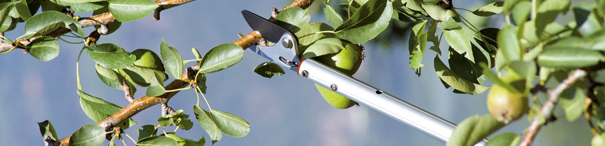 Le migliori Forbici da Potatura su Asta di Prolunga in offerta su AgriEuro