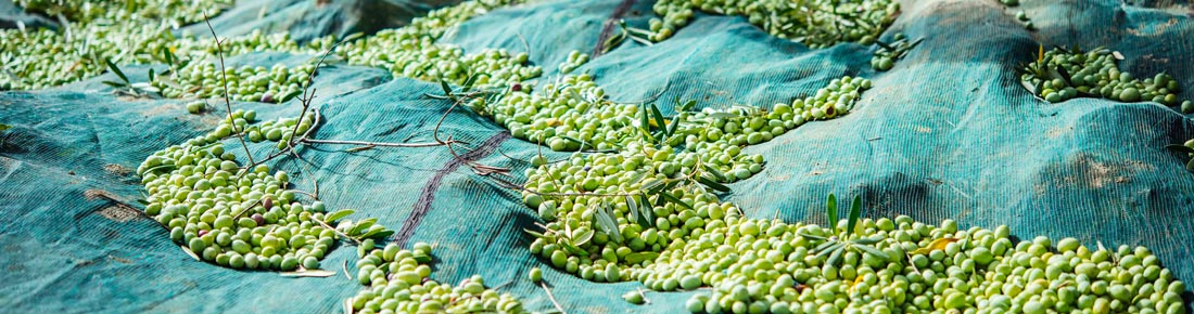 Scopri le offerte sui migliori Teli per la raccolta di olive di AgriEuro!