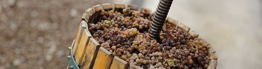 Scopri le offerte di AgriEuro sui migliori Torchi per vino!