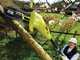Ryobi RPP750S - Potatore elettrico su asta telescopica - Barra Oregon 20cm