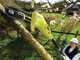 Ryobi RPP755E - Potatore elettrico su asta telescopica - Barra Oregon 25cm
