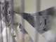 Atomizzatore portato Gray Reverse 600/70 con attacco a trattore per irrorazione - Capacit&agrave; 600 L - Pompa AR713