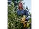 DeWalt DCMPP568P1-QW - Forbice elettrica da potatura - 18V 5Ah