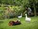 Worx Landroid Vision M600 WR206E - Robot Tagliaerba - Senza impianto
