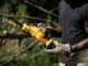 DeWalt DCMPS520N-XJ - Elettrosega da potatura - 18V - SENZA BATTERIA E CARICABATTERIA