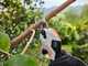 STIHL ASA 20 - Forbice da potatura con batteria AS - 10.8V 2.6Ah