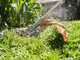 STIHL KMA 80 R - Decespugliatore con batteria AK 30 S - 36V 5Ah