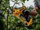 DeWalt DCMPP568P1-QW - Forbice elettrica da potatura - 18V 2Ah